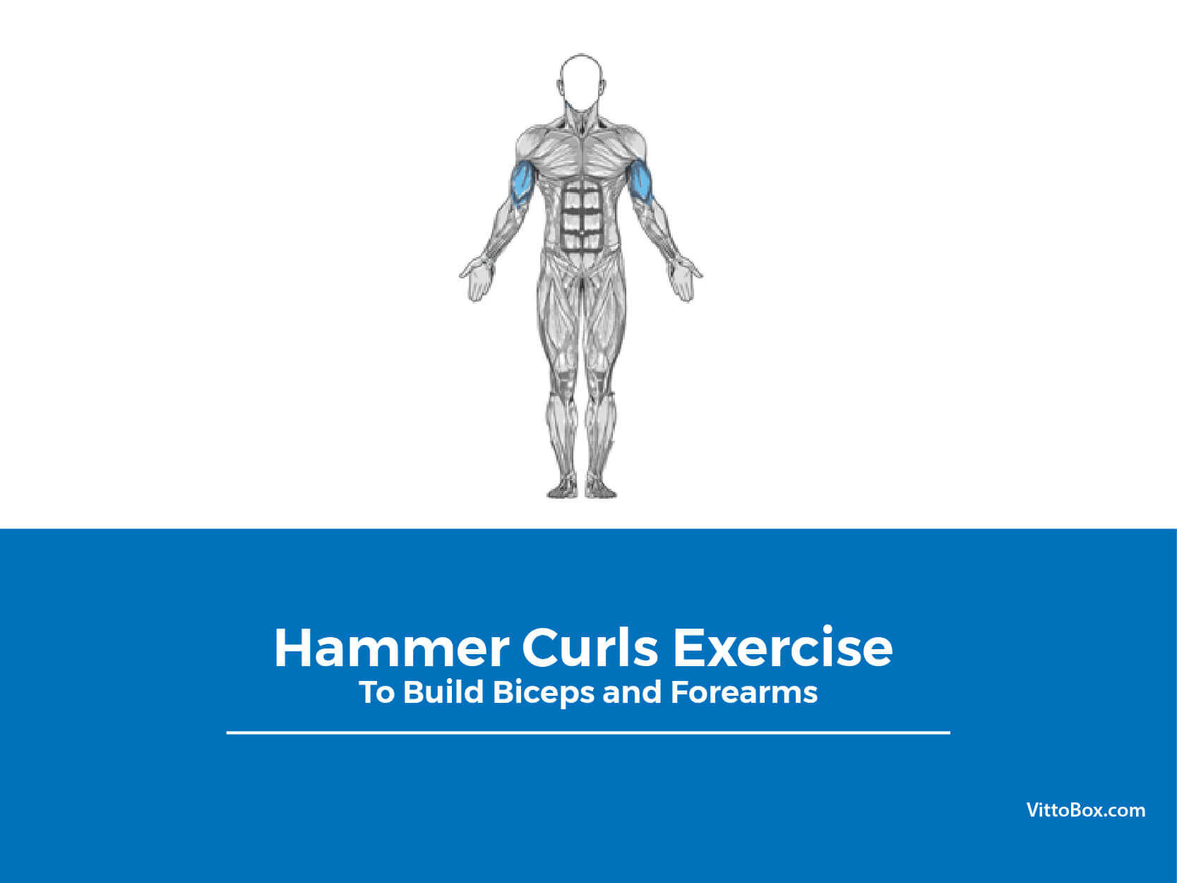 Hammer Curls Exercise To Build Biceps And Forearms