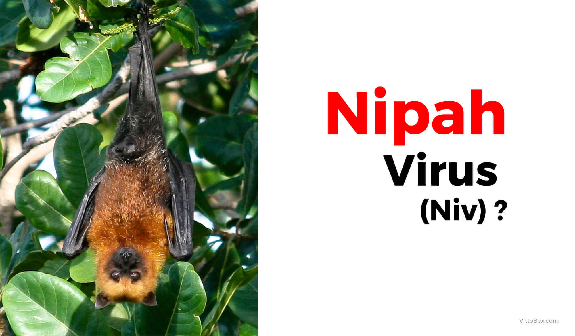 What Is Nipah Virus ?