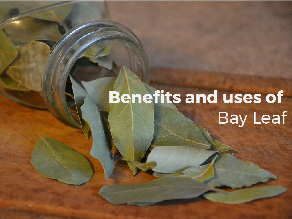 Benefits And Uses Of Bay Leaf Spice
