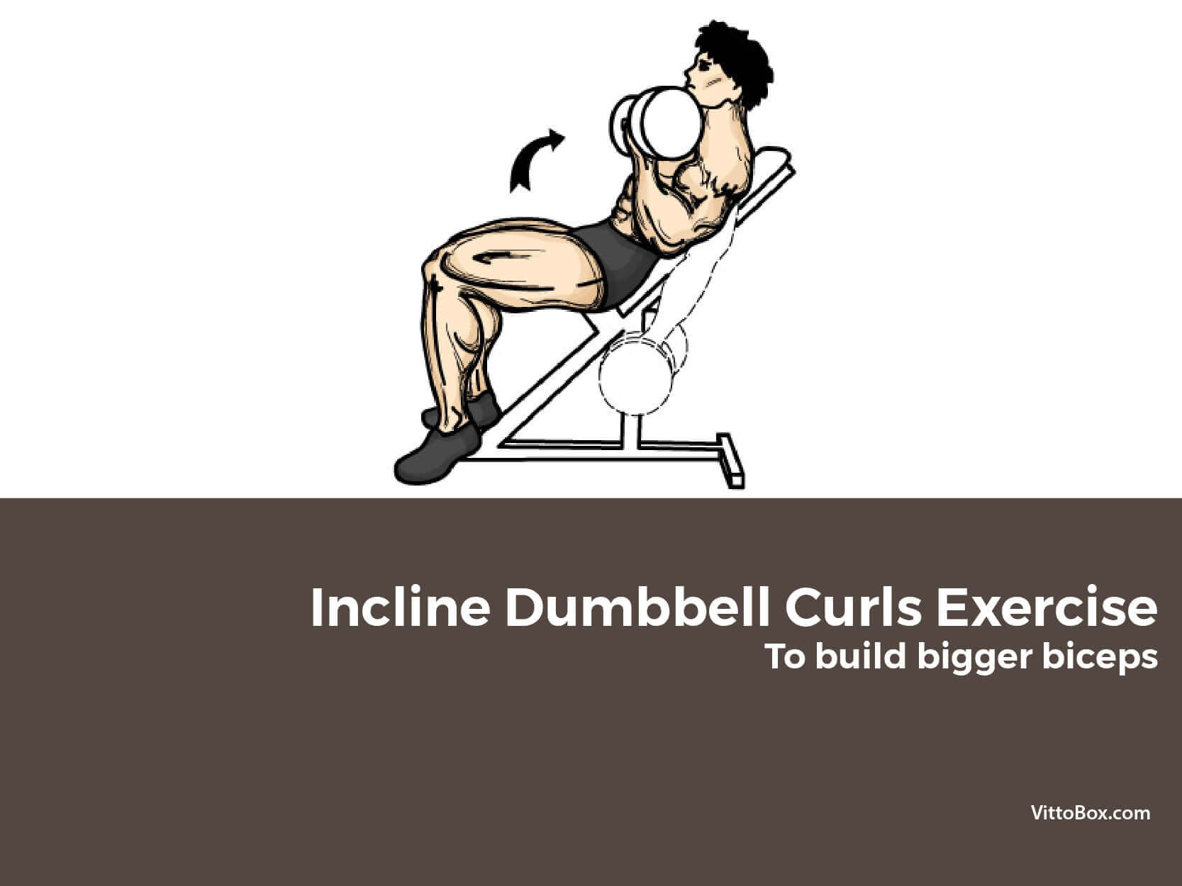 Incline Dumbbell Curls Exercise To Build Bigger Biceps