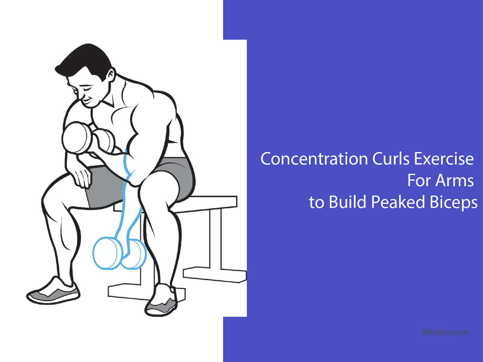Concentration Curls Exercise For Arms To Build Peaked Biceps